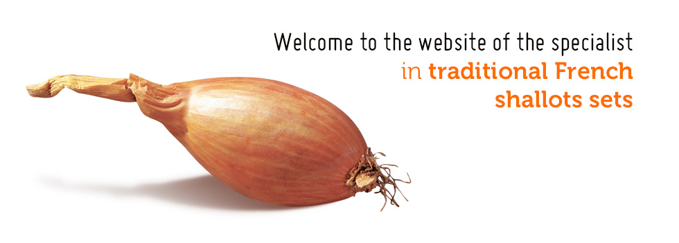 Traditional French shallot sets 
