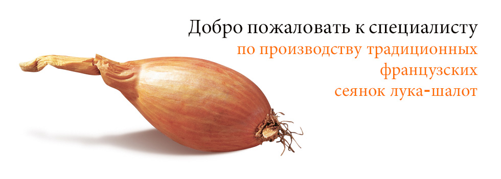 Традиционный французский лук-шалот
