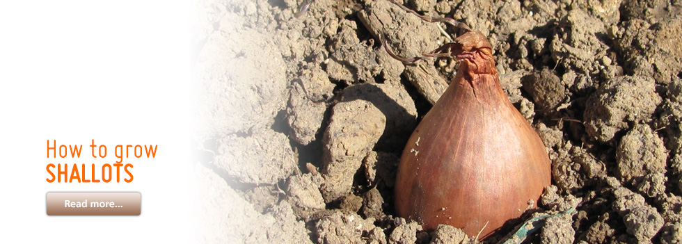 How to grow shallots