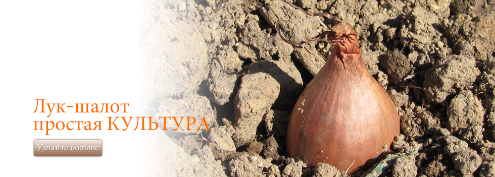 Лук-шалот – простая культура