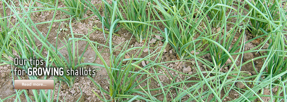 Our tips for growing shallots