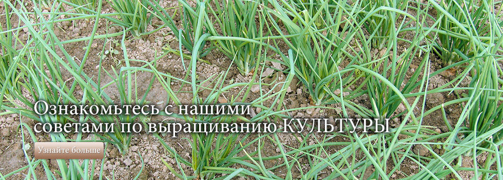 Ознакомьтесь с нашими советами по выращиванию культуры