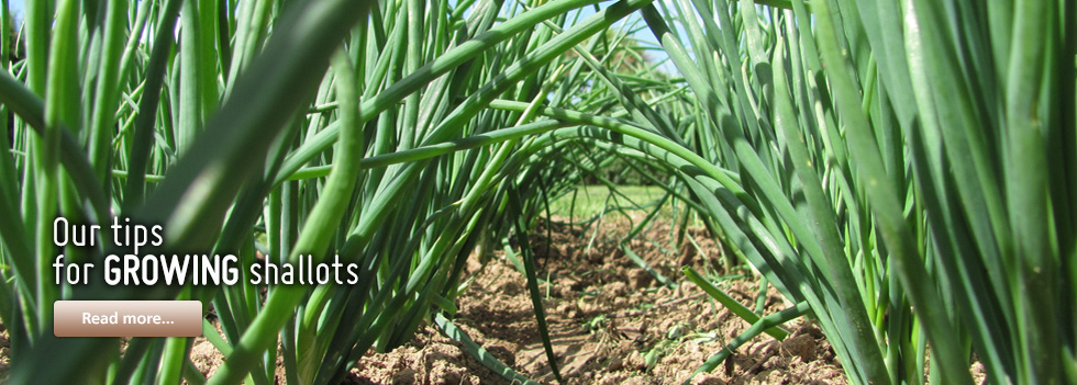 Our tips for growing shallots