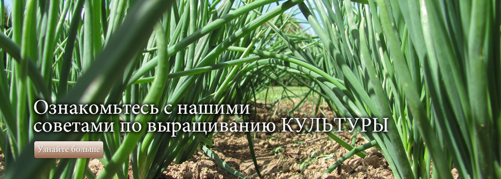 Ознакомьтесь с нашими советами по выращиванию культуры