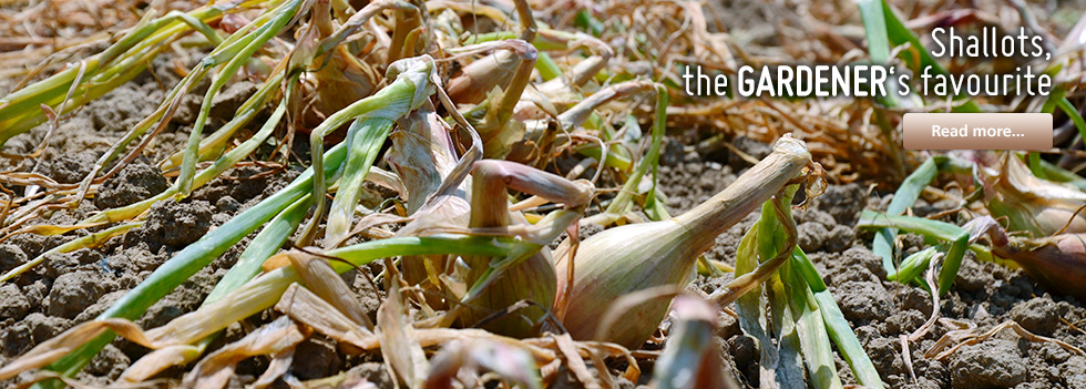 Shallots, the gardener’s favourite