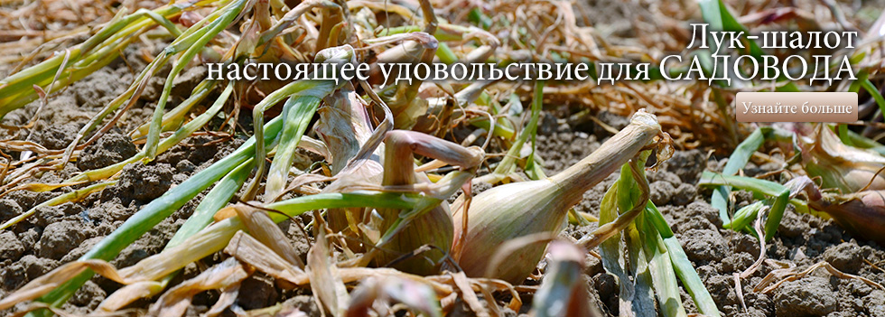 Лук-шалот – настоящее удовольствие для садовода