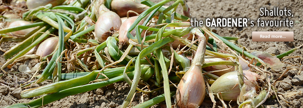 Shallots, the gardener’s favourite
