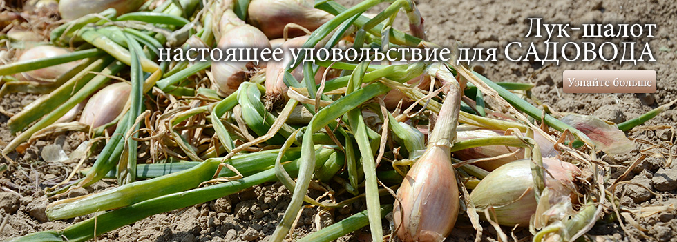 Лук-шалот – настоящее удовольствие для садовода